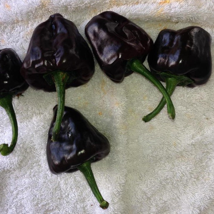 Chilhuacle Negro Pepper Seeds