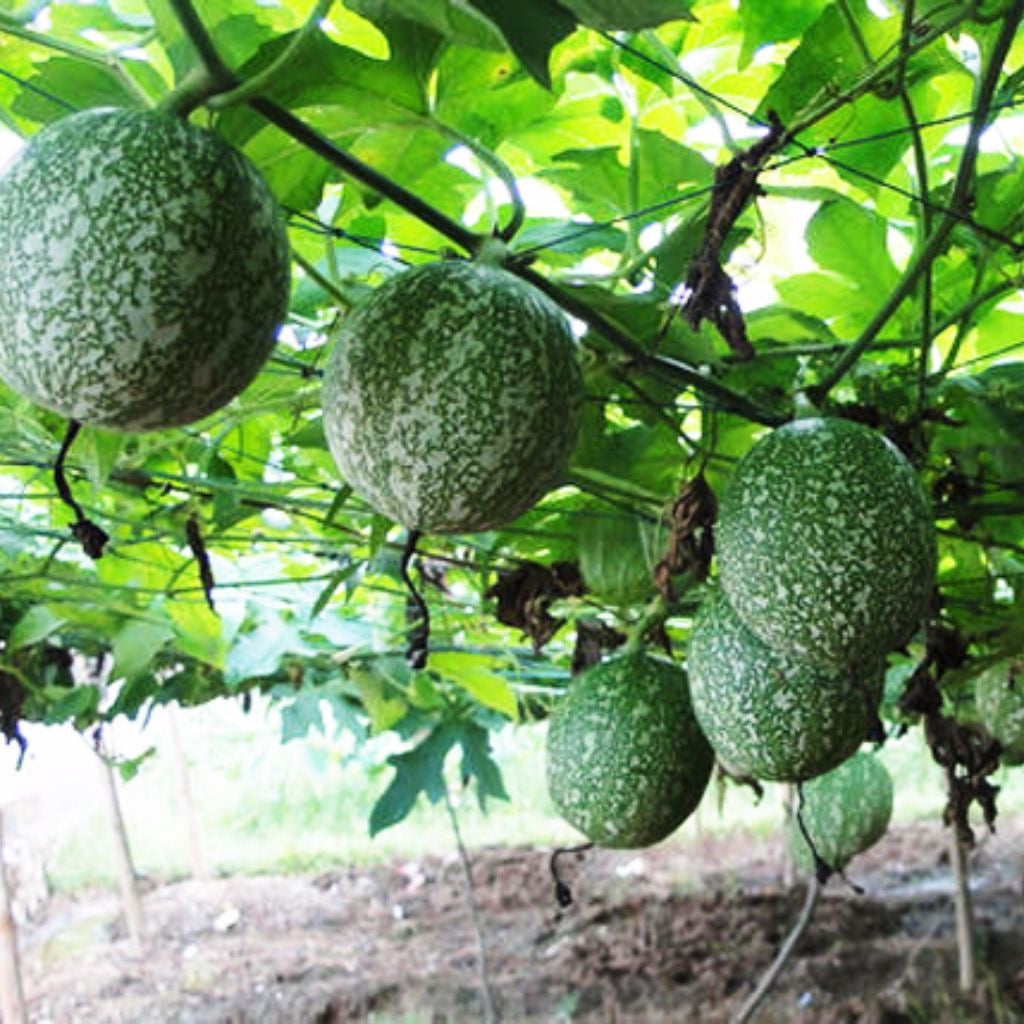 Chinese Cucumber Seeds (Trichosanthes kirilowii) [PACKET ONLY]