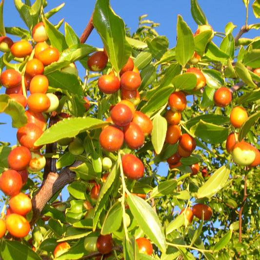 Chinese Jujube Seeds (Ziziphus jujuba)