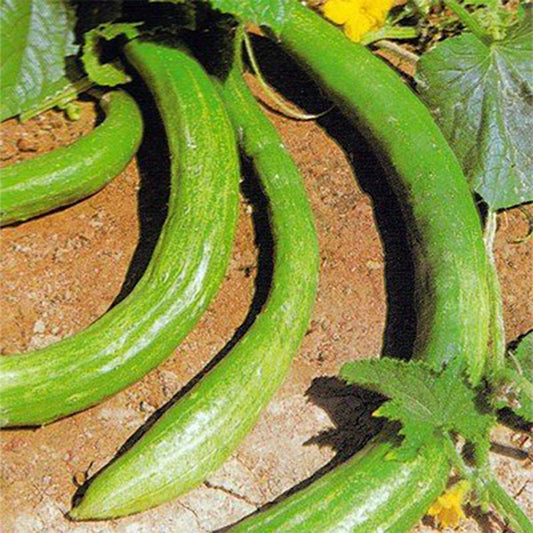 Chinese Long Cucumber Seeds