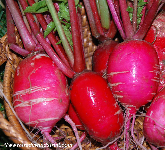 china rose radish seeds Chinese Rose Winter Radish Seeds – Frozen Seed Capsules™