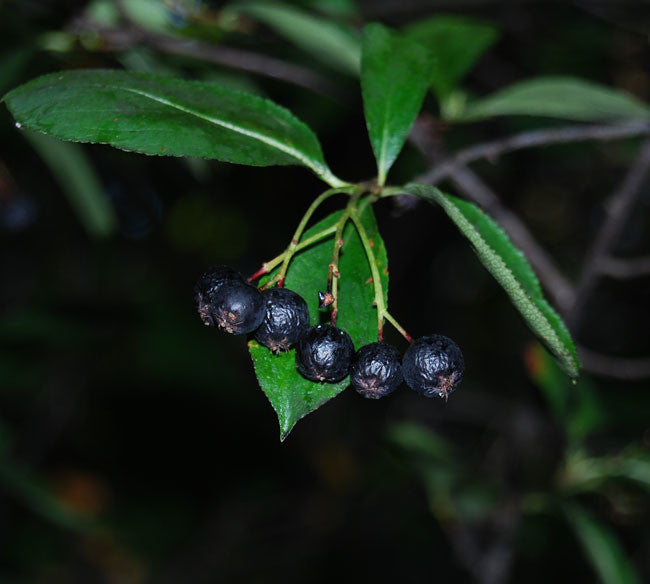 Choke Cherry Seeds (Prunus virginiana)