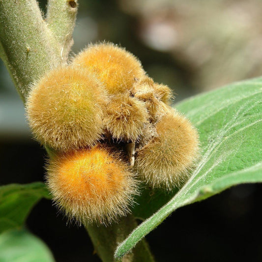 Coconilla Seeds (Solanum stramoniifolium)