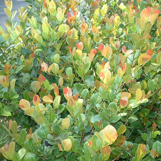 Cocoplum Seeds (Chrysobalanus icaco) [PACKET ONLY]