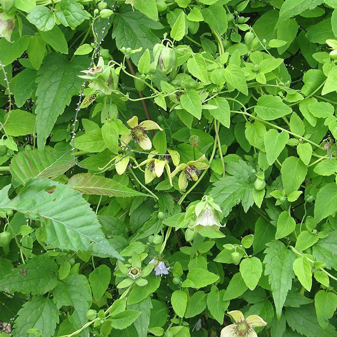 Codonopsis Seeds (Codonopsis pilosula)