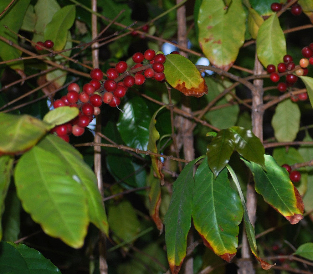 Catura Coffee Seeds (Coffea catura)