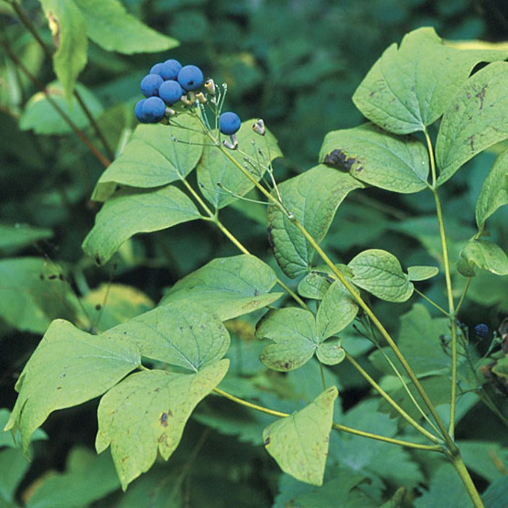 Blue Cohosh Seeds (Caulophyllum thalictroides)