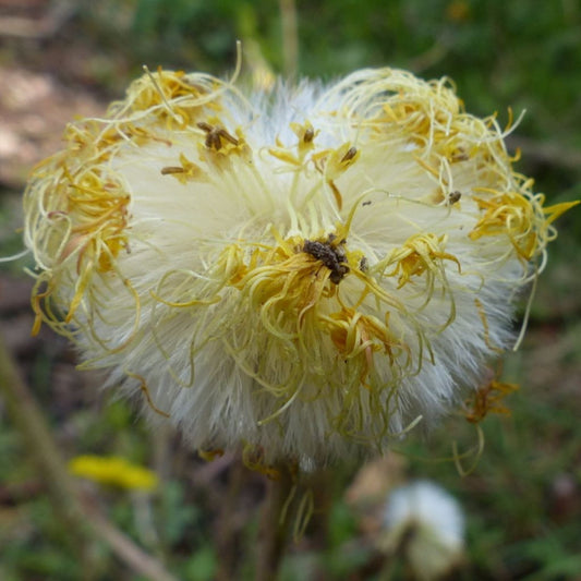 Coltsfoot Seeds (Tussilago farfara) [PACKET ONLY]
