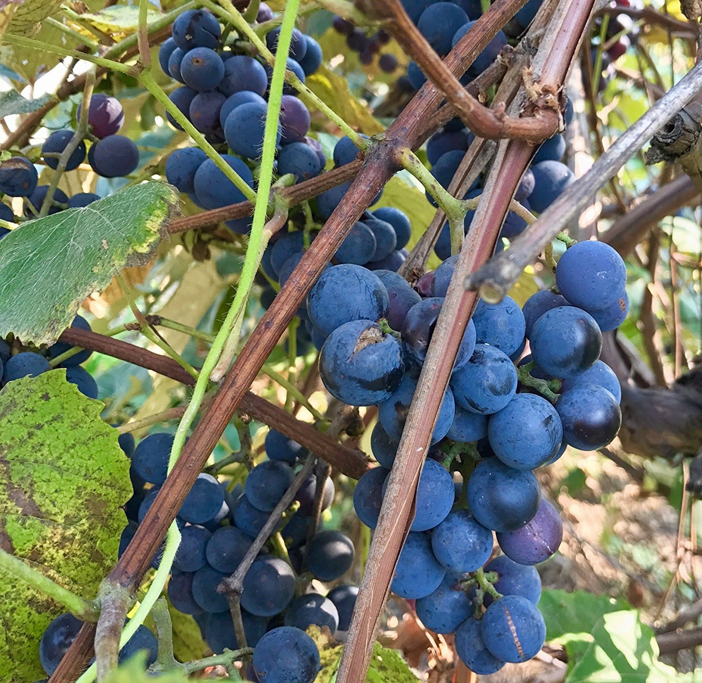 Concord Grape Seeds (Vitis labrusca 'Concord')