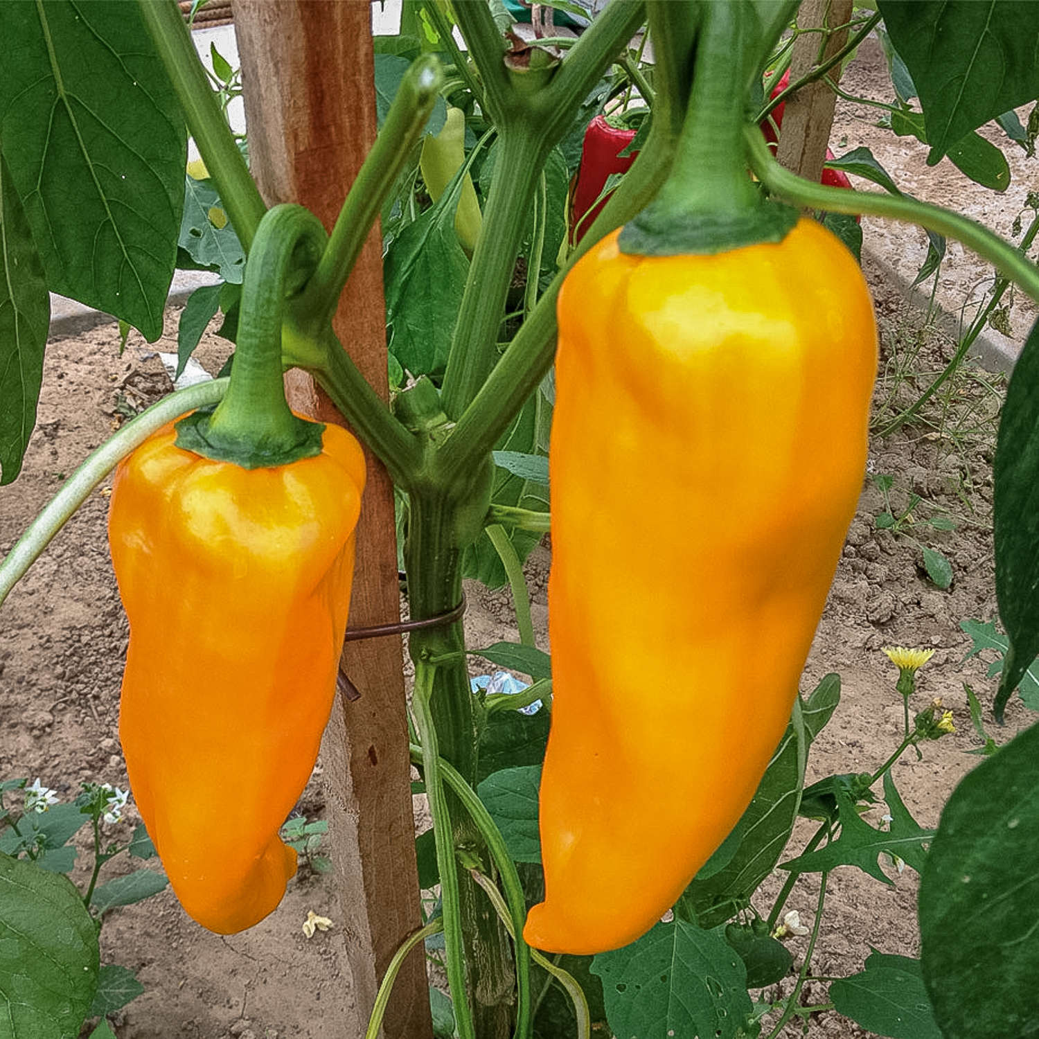 Corno Di Toro Pepper Plant