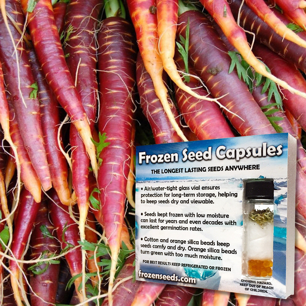 Cosmic Purple Carrot Seeds (Daucus carota)