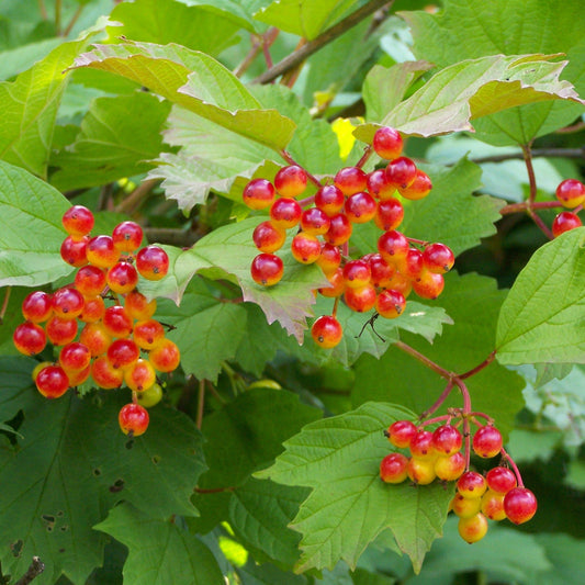 Cramp Bark Seeds (Viburnum opulus)