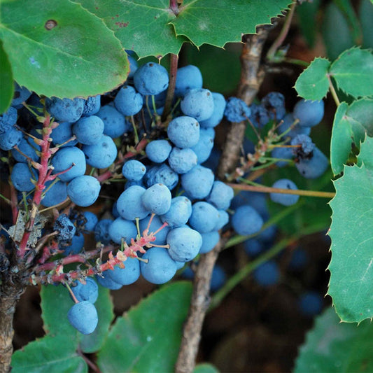Creeping Oregon Grape Seeds (Mahonia repens)