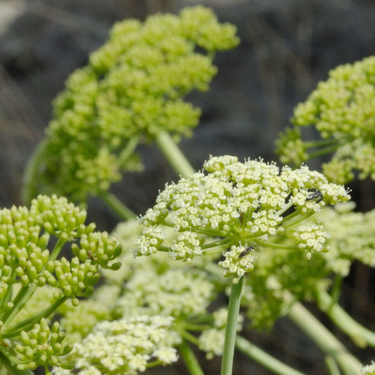 Samphire Seeds (Crithmum maritimum)