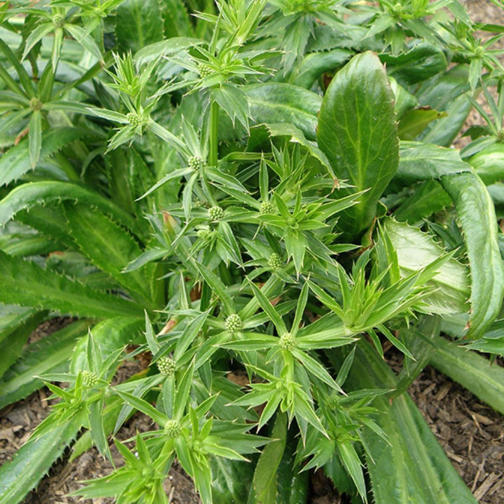 Culantro Seeds (Eryngium foetidum)