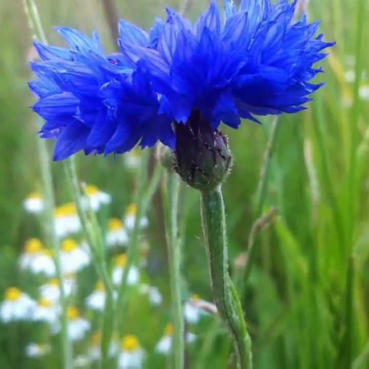 Dark Blue Cornflower Seeds (Centaurea cyanus)