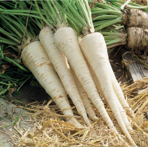 Demi Long Root Parsley Seeds (Petroselinum crispum)