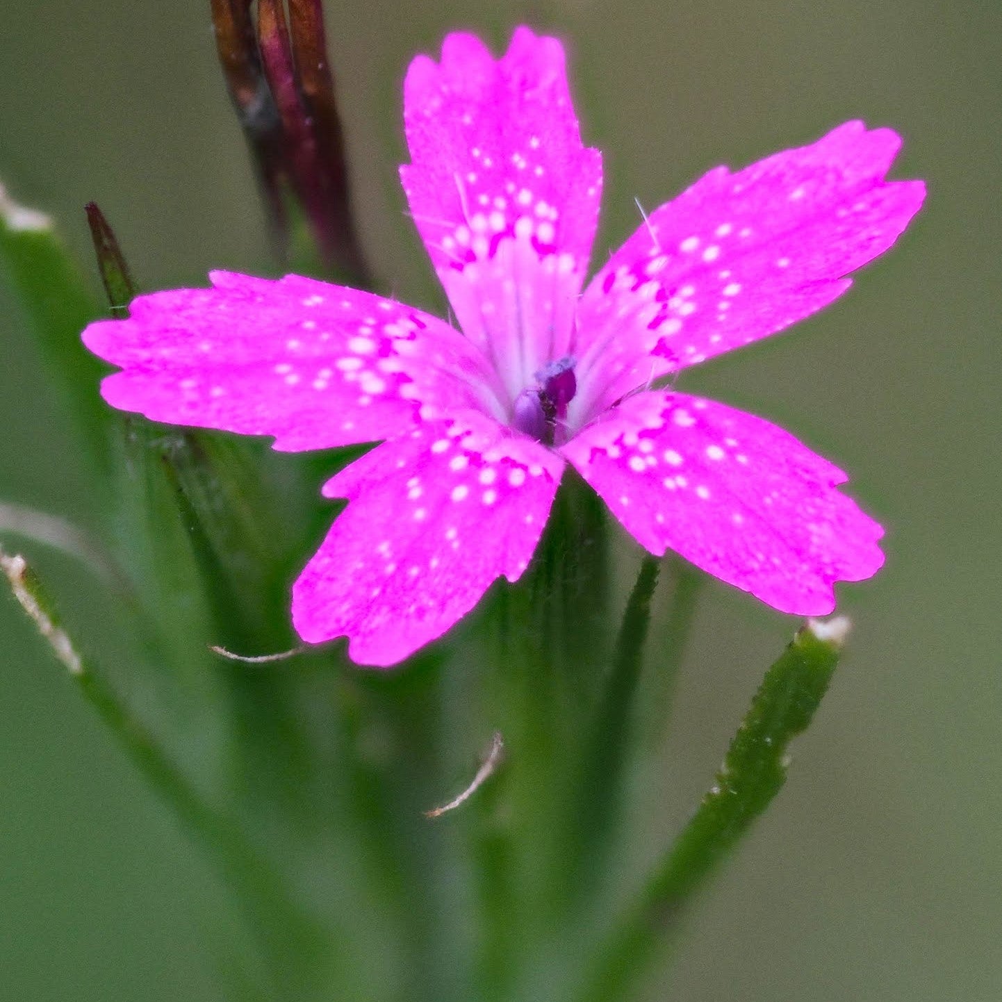 Deptford Pink Seeds (Dianthus armeria)