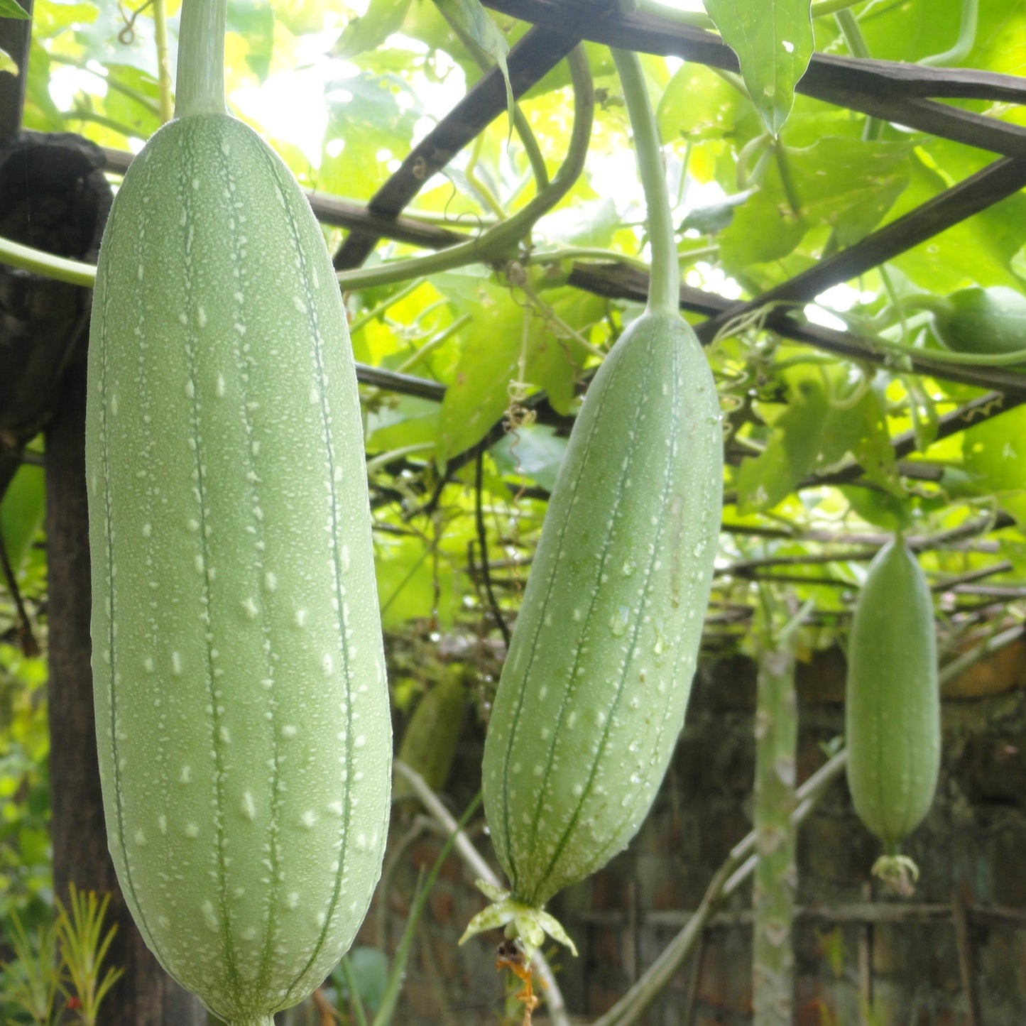 Loofah Seeds (Luffa cylindrica)