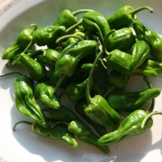 Pimiento De Padron Pepper Seeds