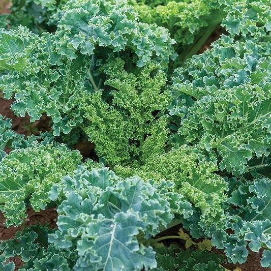 Dwarf Blue Kale  Seeds