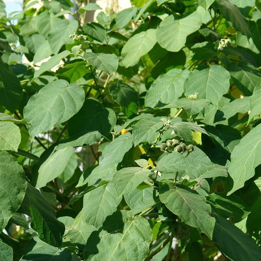 Dwarf Tamarillo Seeds (Solanum abutiloides)
