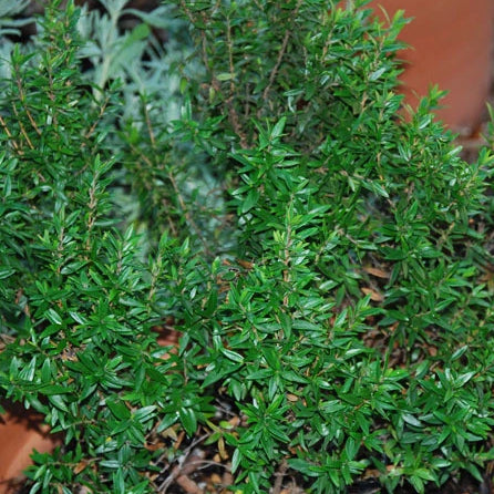 Dwarf Myrtle Seeds (Myrtus communis compacta)