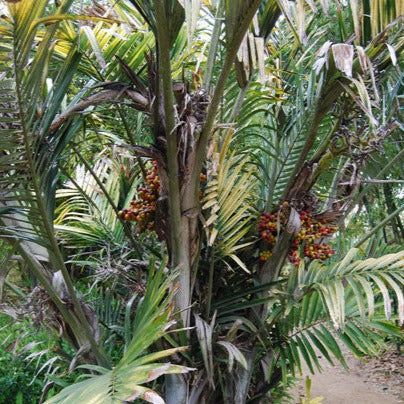 Dwarf Sugar Palm Seeds (Arenga engleri)