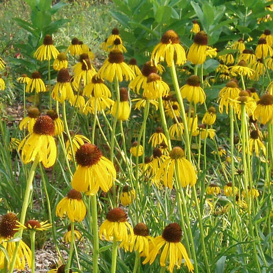 Ozark Yellow Coneflower Echinacea Seeds (Echinacea paradoxa)
