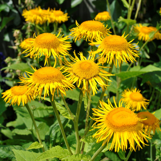 Elecampane Seeds (Inula helenium)