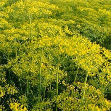 Elephant Dill Seeds (Anethum graveolens)