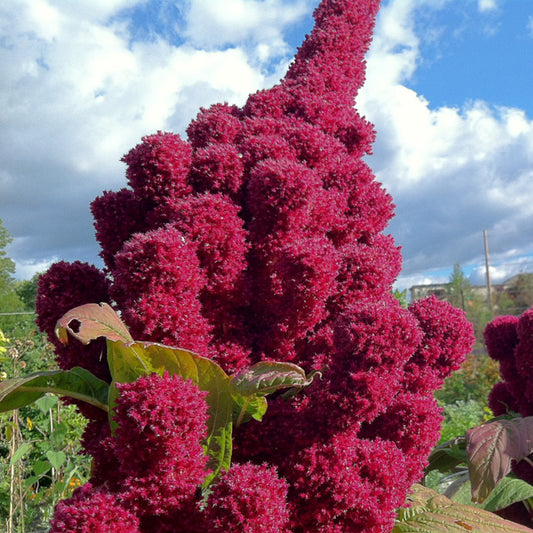 Elephant Head Amaranth (Amaranthus gangeticus)