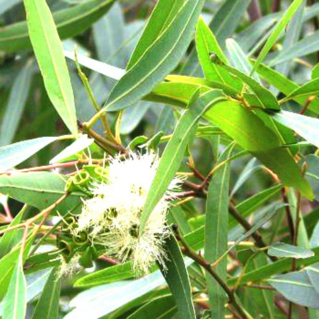 Lemon Eucalyptus Seeds (Eucalyptus citriodora)