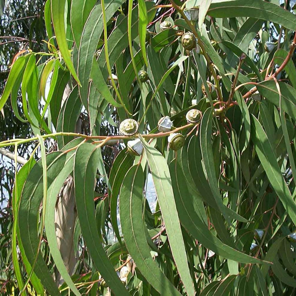 Eucalyptus Seeds (Eucalyptus globulus)