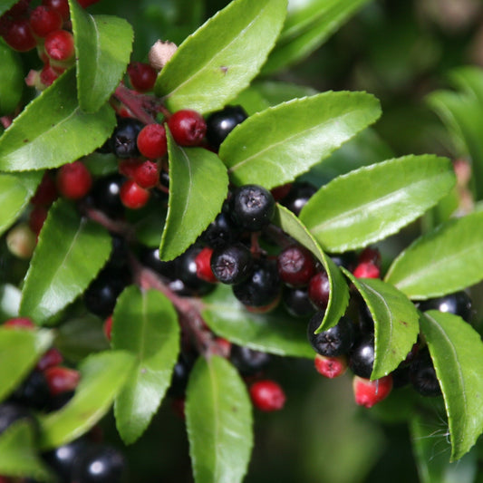 Evergreen Huckleberry Seeds (Vaccinium ovatum)