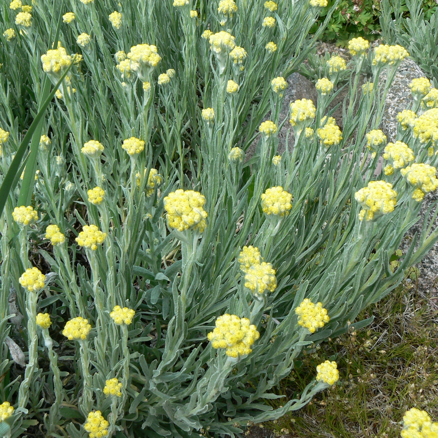 Everlasting Seeds (Helichrysum arenarium)