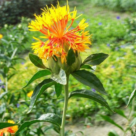 Safflower Seeds (Carthamus tinctorius)