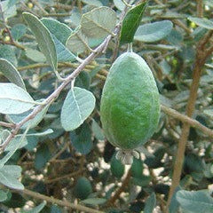 Feijoa Seeds (Feijoa sellowiana)
