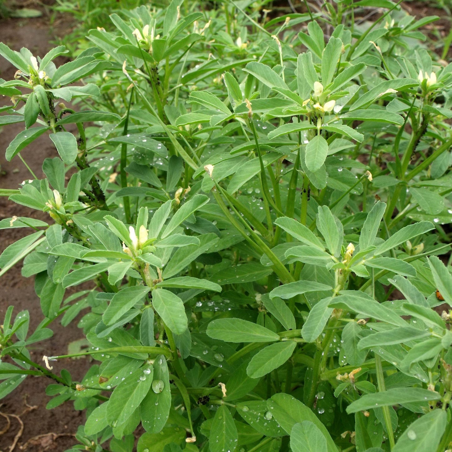 Fenugreek Seeds (Trigonella foenum-graecum)