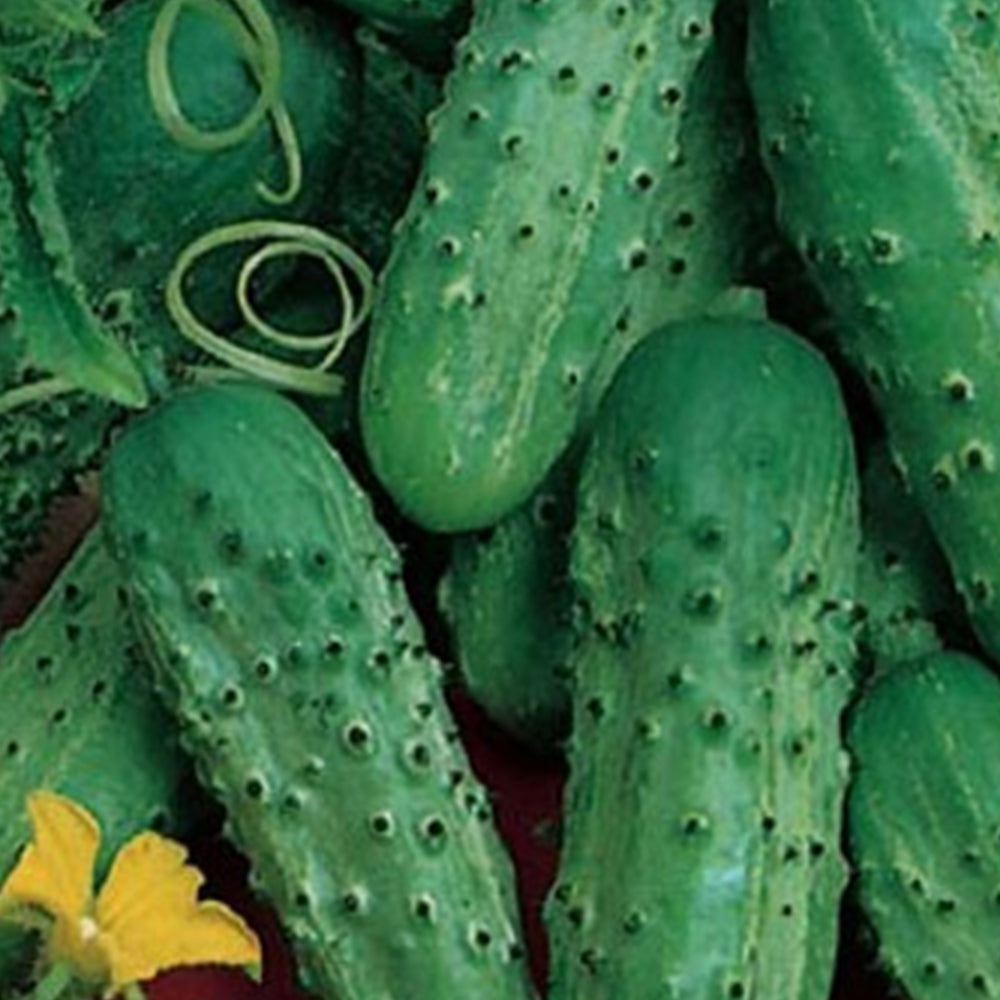 Fin De Meaux Cucumber Seeds