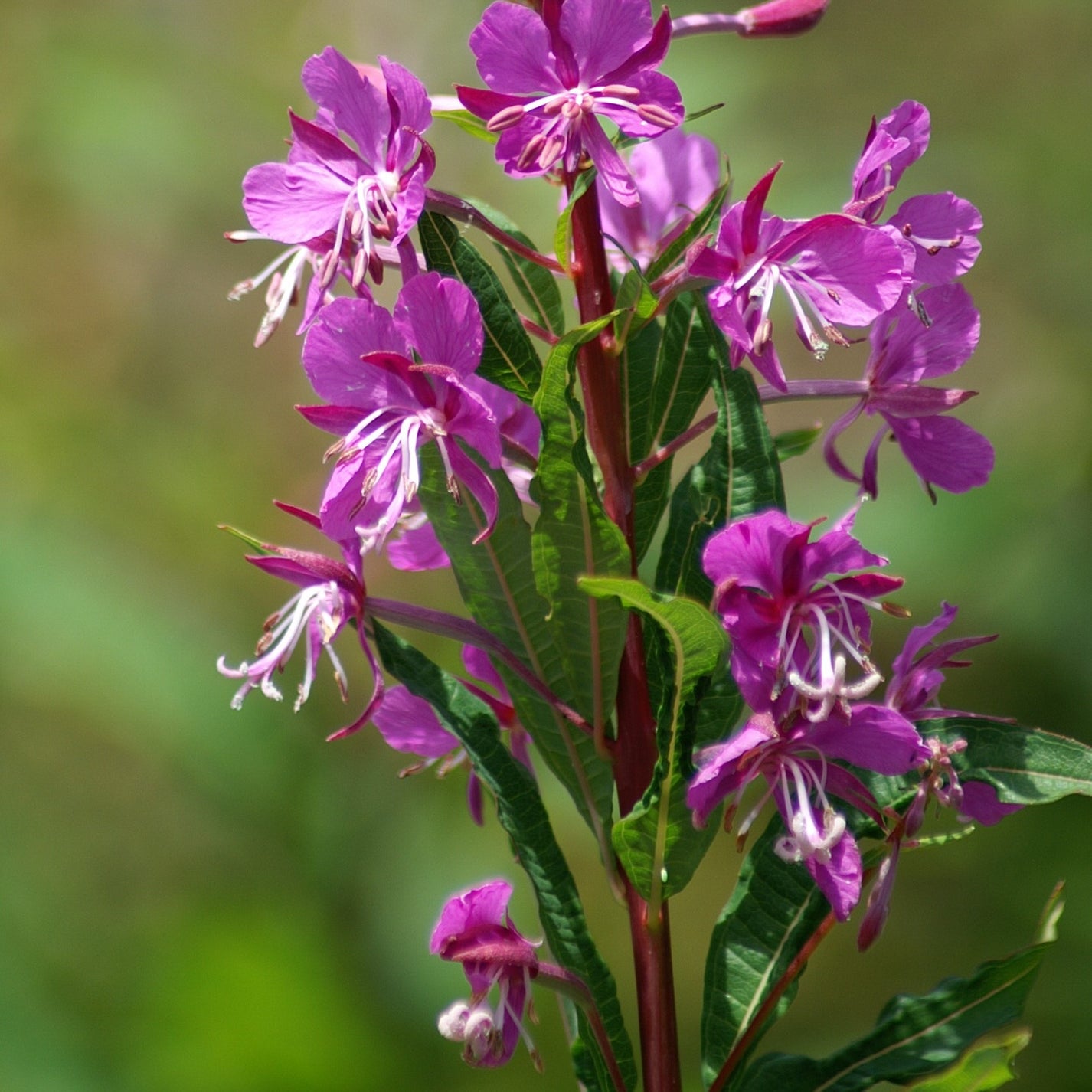 fireweed-seeds-epilobium-angustifolium-frozen-seed-capsules