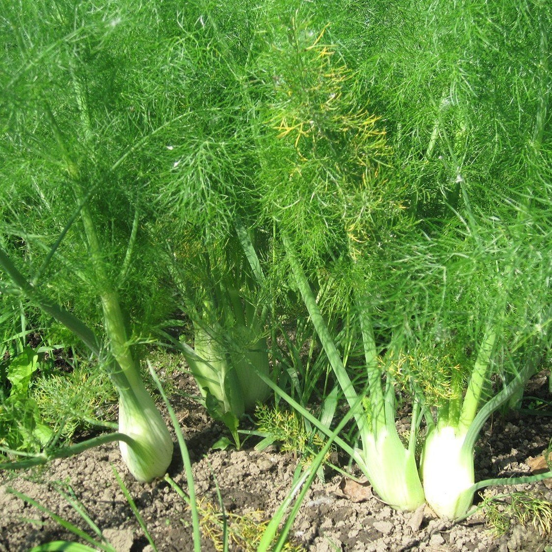 Florence Fennel Seeds (Foeniculum vulgare)