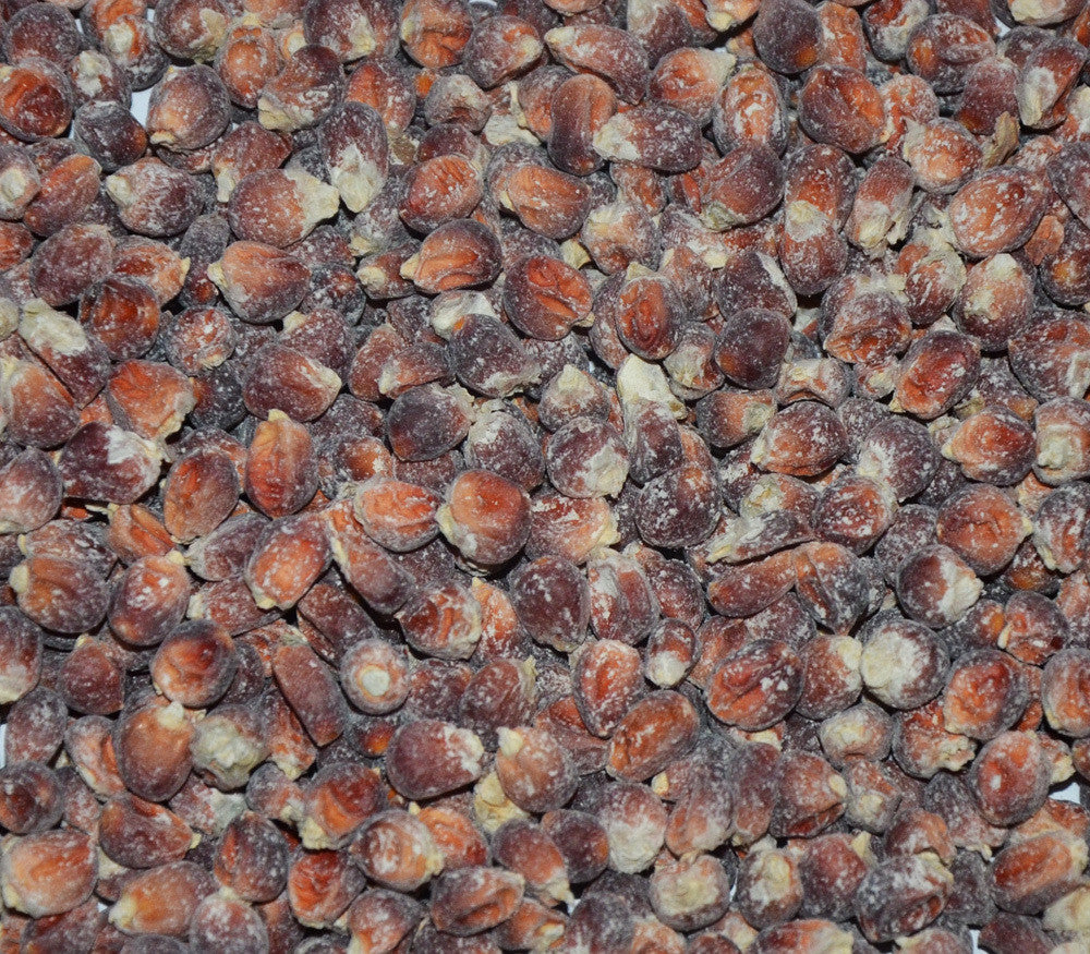 Floriani Red Flint Corn Seeds [PACKET ONLY]