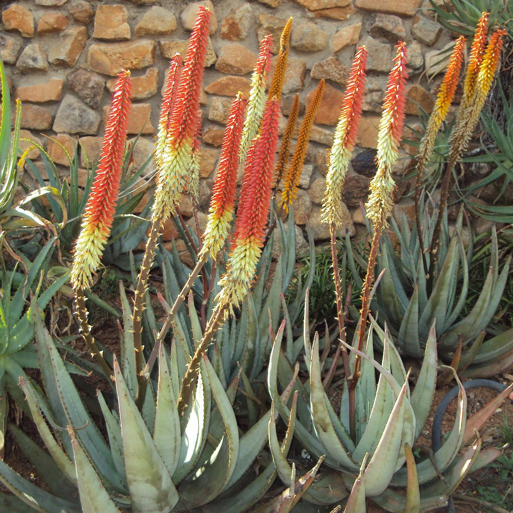 Fond of Stones Aloe Seeds (Aloe petricola)