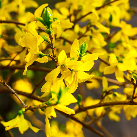 Forsythia Seeds (Forsythia suspensa)