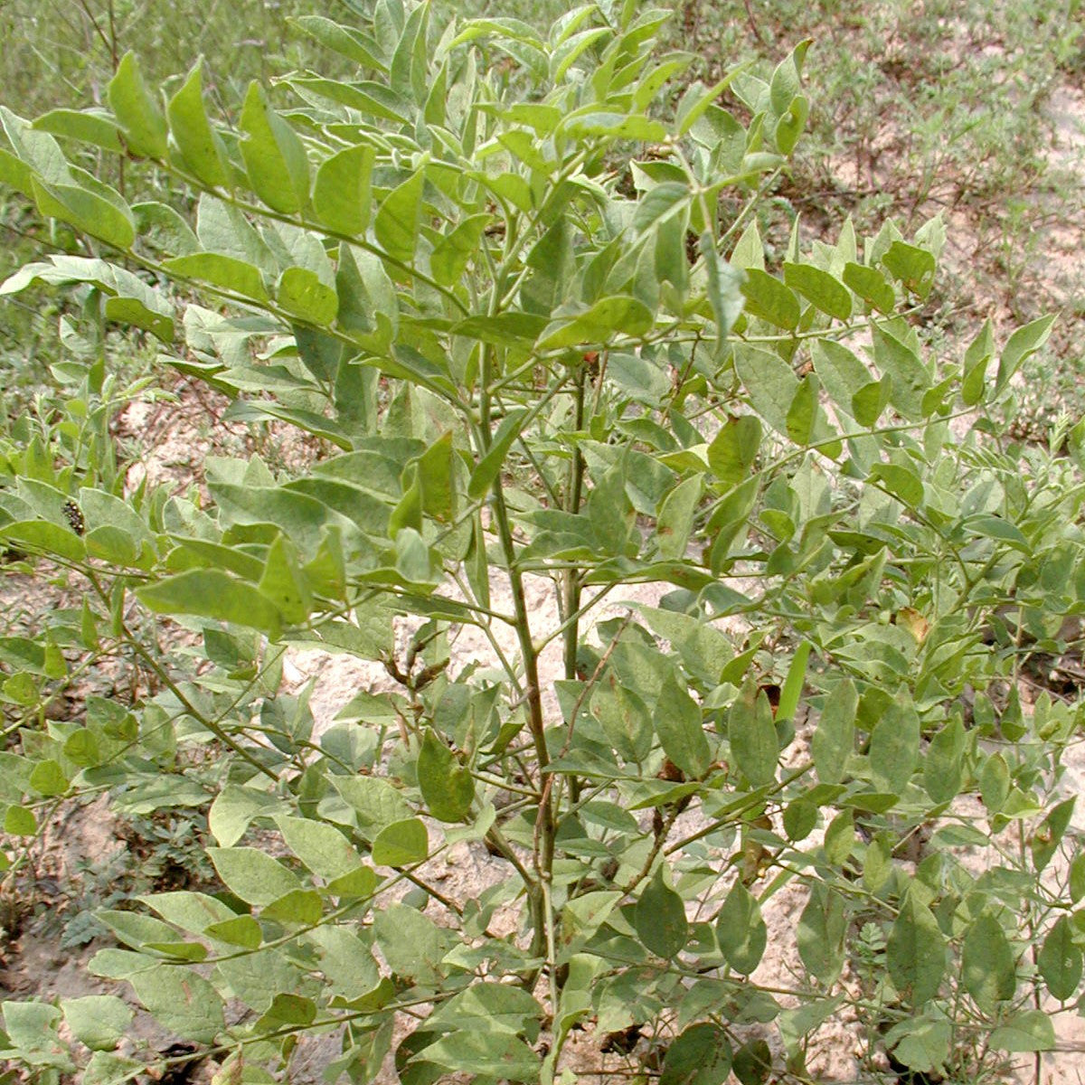 Chinese Licorice Seeds (Glycyrrhiza uralensis)