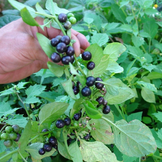 Garden Huckleberry Seeds (Solanum melanocerasum)