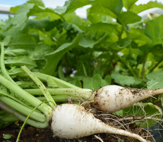 German Beer Radish Seeds