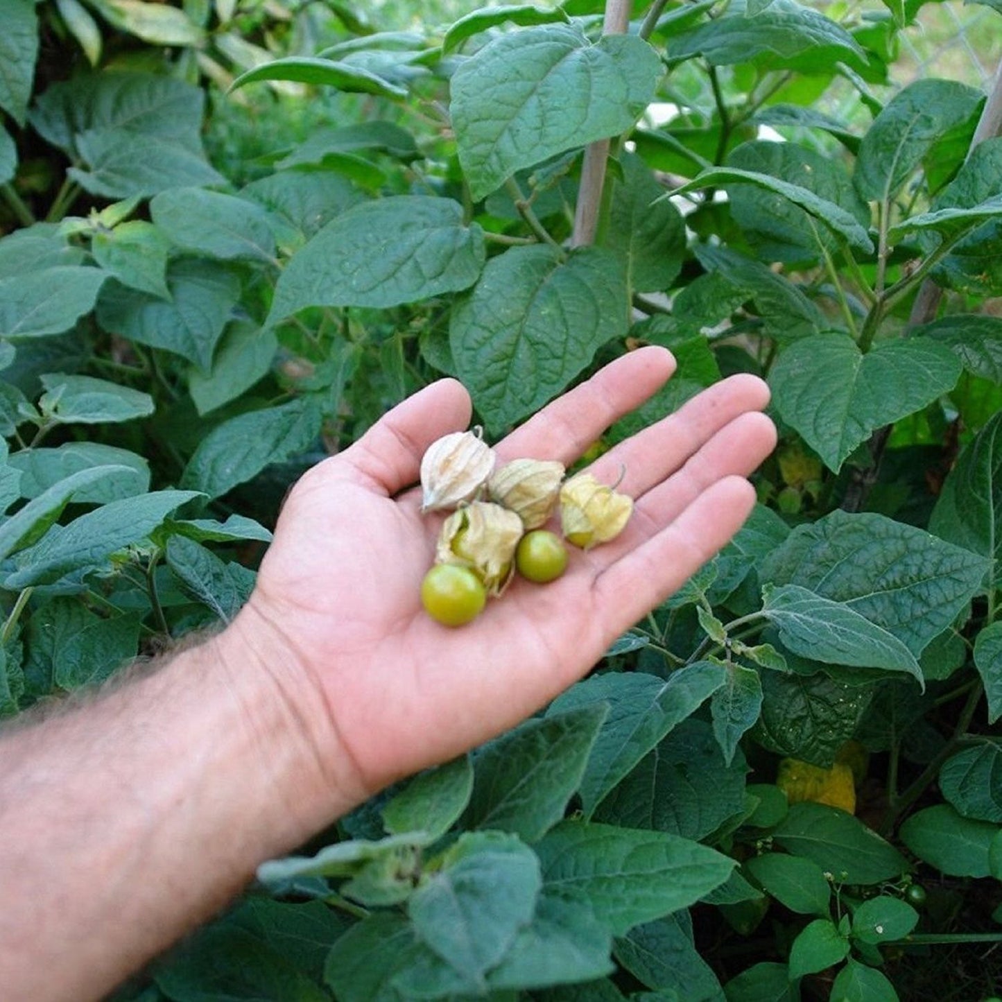 Giant Cape Gooseberry Seeds (Physalis peruviana)