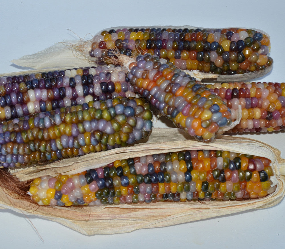 Glass Gem Corn Seeds